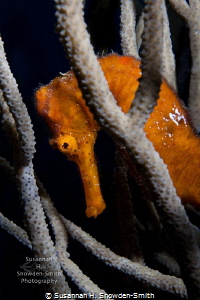 The seahorses of Roatan are stunning! 
Bright orange sea... by Susannah H. Snowden-Smith 